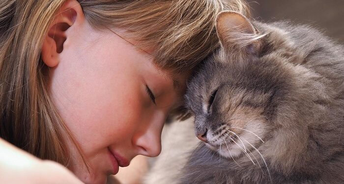 Мягкие лапки и теплое сердце: выбираем самую добрую породу кошки для вашего дома