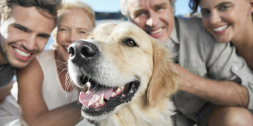 Між нами виник зв’язок: як собаки вибирають своїх людей