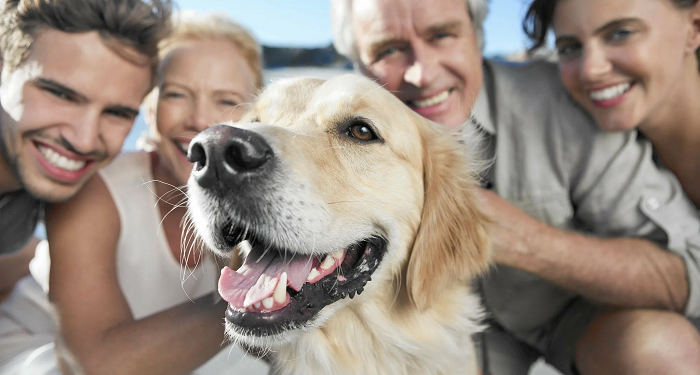 Між нами виник зв’язок: як собаки вибирають своїх людей