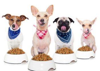 Выбор качественных кормов для кошек и собак: путь к здоровью четвероногого друга