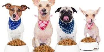 Выбор качественных кормов для кошек и собак: путь к здоровью четвероногого друга