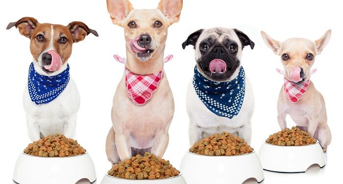 Выбор качественных кормов для кошек и собак: путь к здоровью четвероногого друга