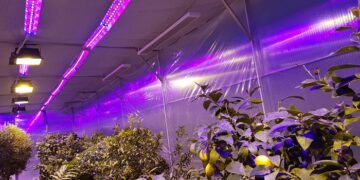 Фітодіодна смуга: основні аспекти та застосування