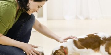 Як правильно годувати собаку: поради ветеринара