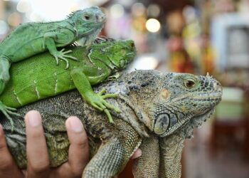 Советы по уходу за рептилиями