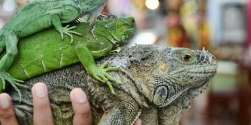 Советы по уходу за рептилиями