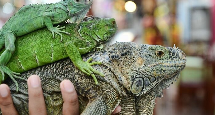 Советы по уходу за рептилиями