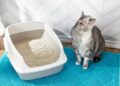 Як привчити кота до лотка: поради для власників