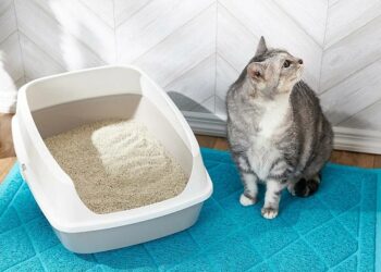 Як привчити кота до лотка: поради для власників