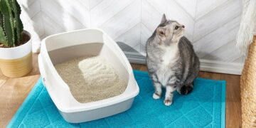 Як привчити кота до лотка: поради для власників