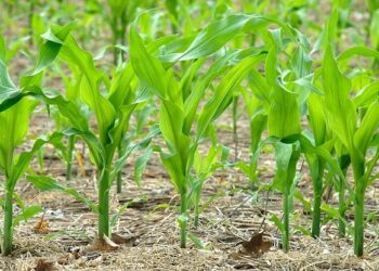 Особливості та основні правила вирощування насіння кукурудзи
