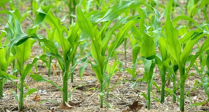 Особливості та основні правила вирощування насіння кукурудзи